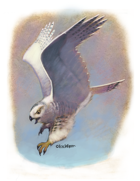Eric Lofgren Presents: Diving Owl