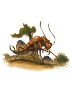 Eric Lofgren Presents: Giant Insect Earwig