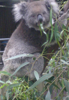 Aussie Critters for 5th edition