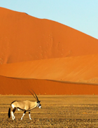 Mechanical Oryx