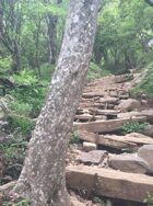 Helena's Adventures in Looking Land