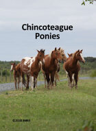 Chincoteague Pony Poker Deck #1