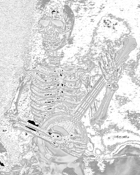 Dead can Dance