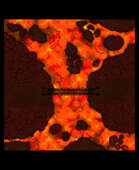 Lava Bridge Battlemap