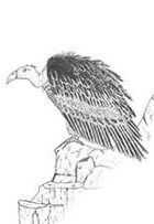 Vulture on Cliffs Stock Art