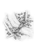 Village Map: Bridge Village