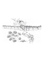 Village Map: Escarpment Village