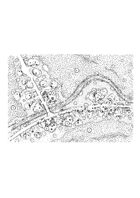 Village Map: Halfling Village