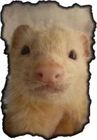 Tooth and Claw: The Good, the Bad and the Furry