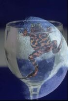 Moon Pond Frogs