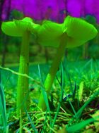 Mushroom Forest (Music)