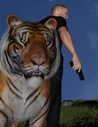 Tiger!
