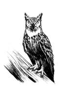 Filler spot - creature: horned owl - RPG Stock Art