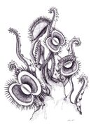 THC Stock Art: Carnivorous Plants